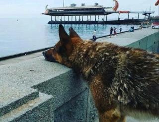 In Yalta the dog Mukhtar waited for the deceased owner for 12 years